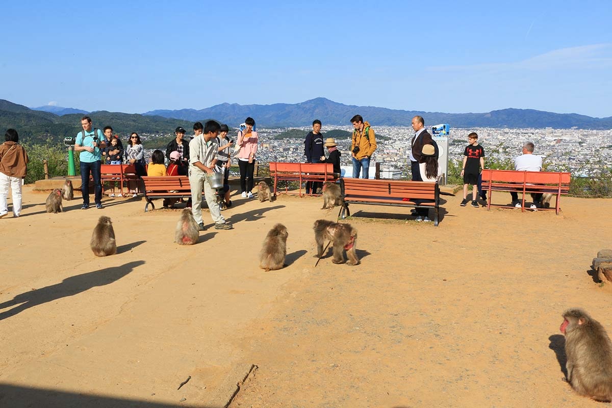 嵐山猴子公園