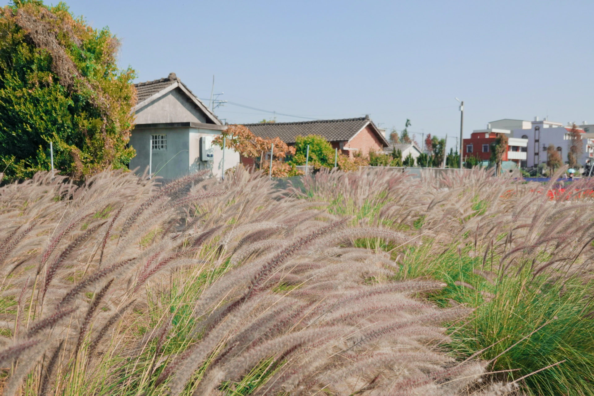 董家花田