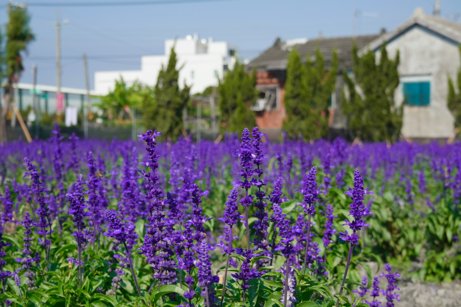 董家花田