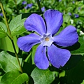 periwinkle-4258899_1920.jpg