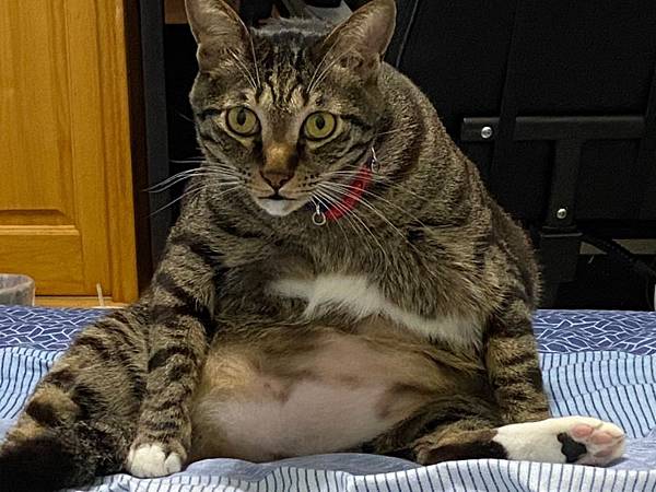 托比_200329_0002 托比_200329_0002