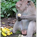 0110-17-MONKEY FOREST.jpg