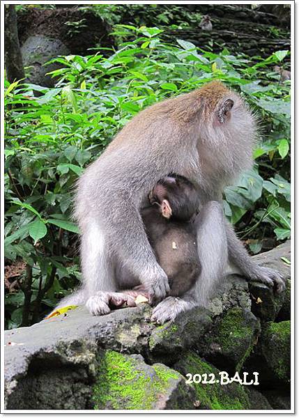 0110-20-MONKEY FOREST.jpg