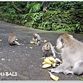 0110-19-MONKEY FOREST.jpg