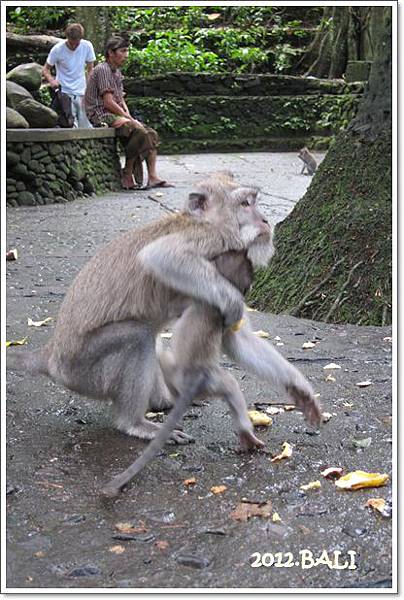 0110-33-MONKEY FOREST.jpg