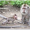 0110-48-MONKEY FOREST.jpg