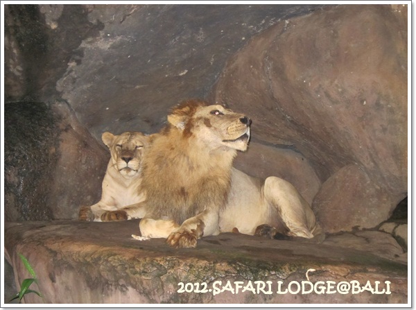 SAFARI-58.jpg