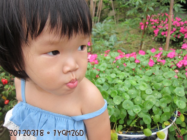 20120318-7-內湖採草莓
