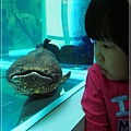 觀賞魚博覽會-20121109-14