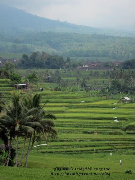 D7-35-Jatiluwih rice terrace.jpg