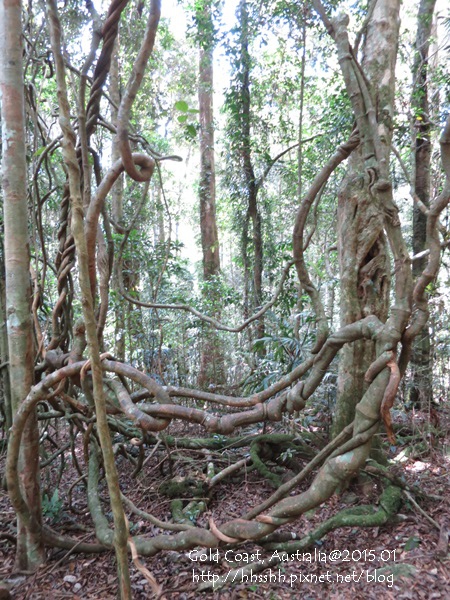 20150118-黃金海岸-Lamington National Park-49.jpg