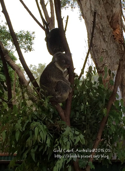 20150122-黃金海岸-currumbin wildlife sanctuary-8.jpg