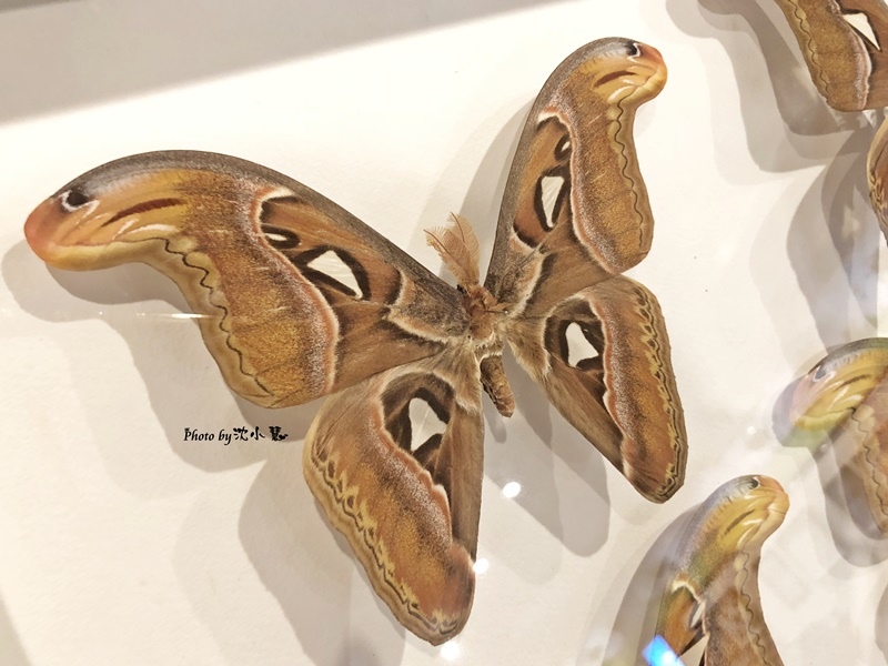 宜蘭 景點 宜蘭綺麗觀光工廠 綺麗蝴蝶藝術館 全台最齊全蝴蝶昆蟲標本藝術館 沈小慧 攝影 旅遊 美食 痞客邦 宜蘭 景點 宜蘭綺麗觀光工廠 綺麗蝴蝶藝術館 全台最齊全蝴蝶昆蟲標本藝術館 沈小慧 攝影 旅遊 美食 痞客邦