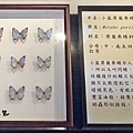 宜蘭綺麗觀光工廠-綺麗蝴蝶藝術館 (85).jpg