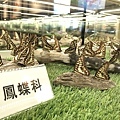 宜蘭綺麗觀光工廠-綺麗蝴蝶藝術館 (103).jpg