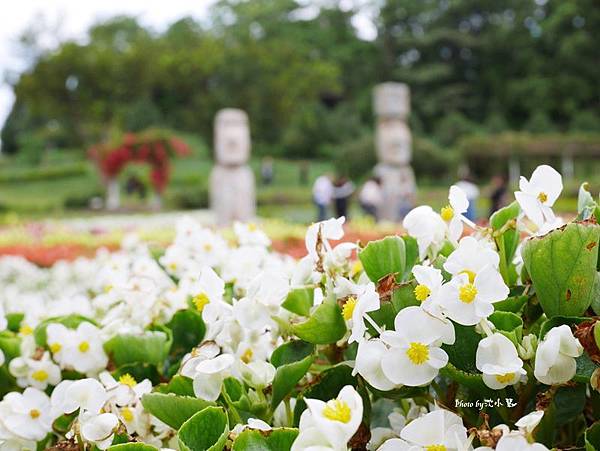 花海梵谷主題餐廳(原大溪花海農場) (96).jpg