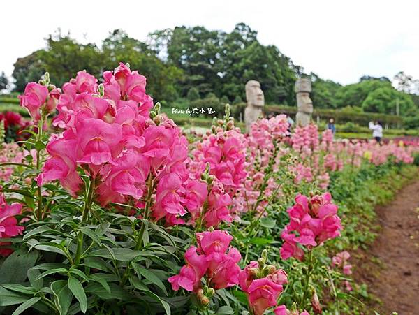 花海梵谷主題餐廳(原大溪花海農場) (102).jpg