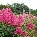 花海梵谷主題餐廳(原大溪花海農場) (102).jpg