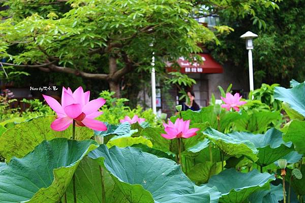 新瓦屋客家文化保存區-荷花池 (9).jpg