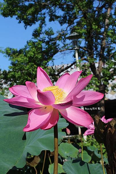 新瓦屋客家文化保存區-荷花池 (14).jpg