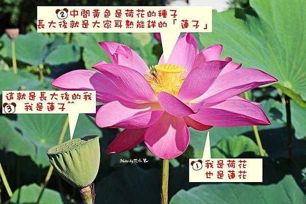 新瓦屋客家文化保存區-荷花池 (15).jpg