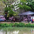 2017新竹公園櫻花季-春賞樂櫻 (25).jpg