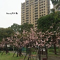 2016新竹公園櫻花季-花漾新竹 (7).jpg