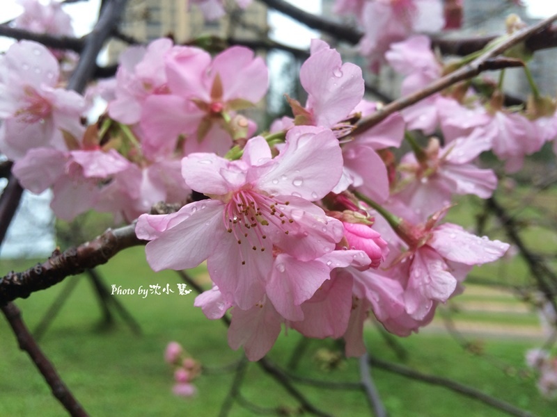 2016新竹公園櫻花季-花漾新竹 (12).jpg