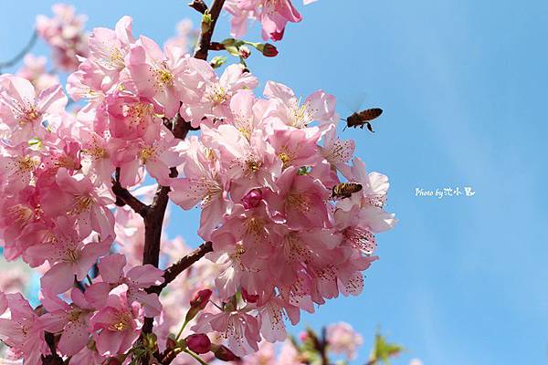 2016新竹公園櫻花季-花漾新竹 (30).jpg