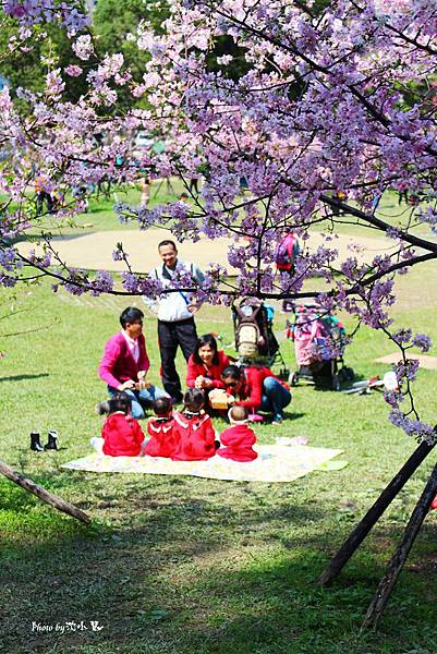 2016新竹公園櫻花季-花漾新竹 (39).jpg