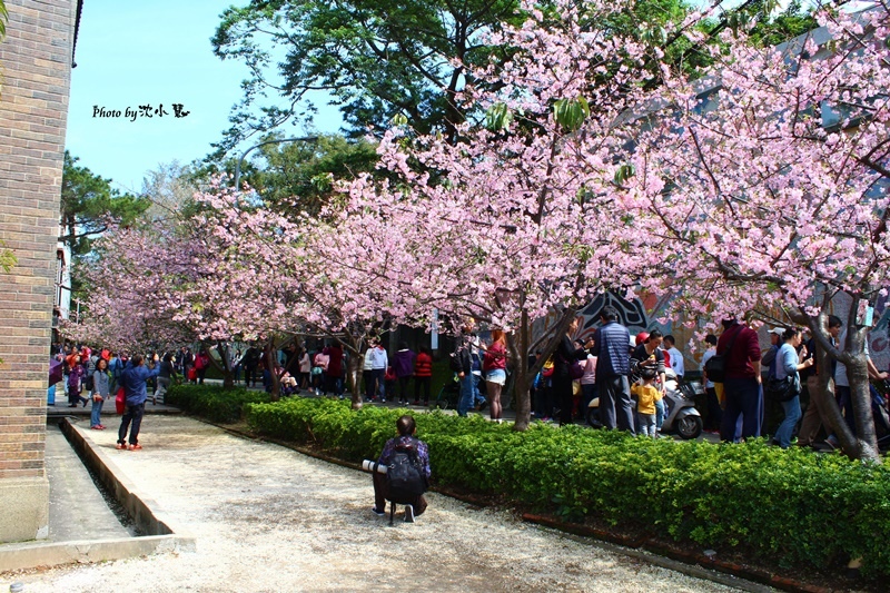 2016新竹公園櫻花季-花漾新竹 (43).jpg