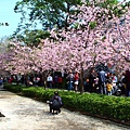 2016新竹公園櫻花季-花漾新竹 (43).jpg