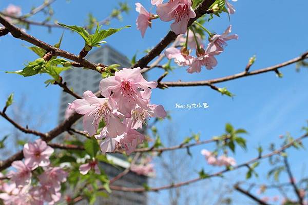 2016新竹公園櫻花季-花漾新竹 (32).jpg