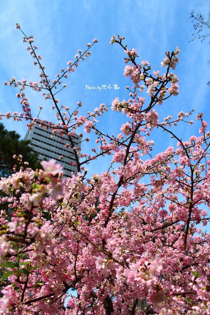 2016新竹公園櫻花季-花漾新竹 (45).jpg