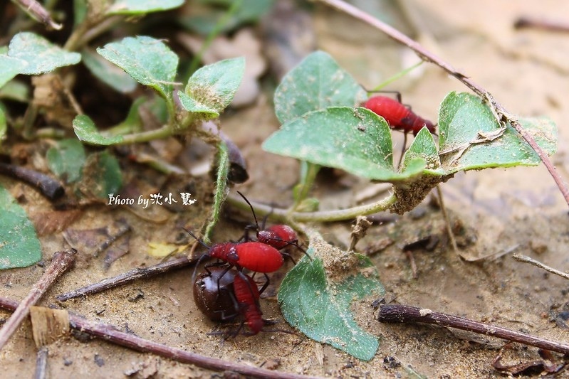 新竹三民公園-木棉花 (11).jpg