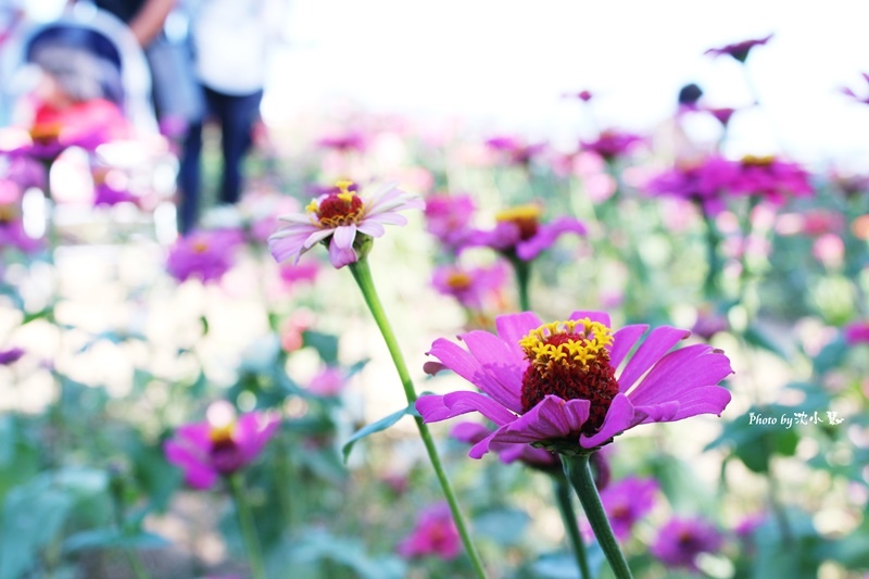 2015苗栗銅鑼-菊祥如芋 (12).jpg