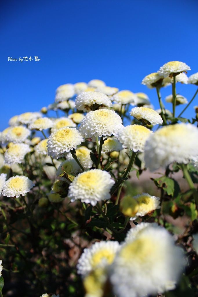 2015苗栗銅鑼-菊祥如芋 (23).jpg