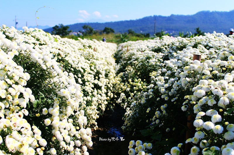 2015苗栗銅鑼-菊祥如芋 (25).jpg