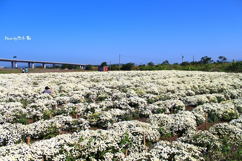 2015苗栗銅鑼-菊祥如芋 (22).jpg