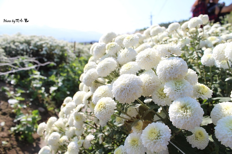 2015苗栗銅鑼-菊祥如芋 (28).jpg