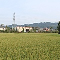 竹北東海一街(小麥田) (2).jpg