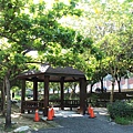 新竹赤土崎公園-阿勃勒 (3).jpg