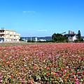 竹北市麻園路花海 (5).jpg