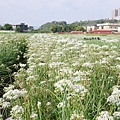 大溪中新里韭菜花田 (4).jpg