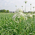 大溪中新里韭菜花田 (6).jpg