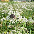 大溪中新里韭菜花田 (8).jpg