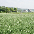 大溪中新里韭菜花田 (10).jpg