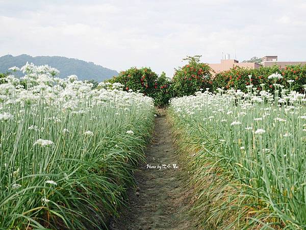 大溪中新里韭菜花田 (16).jpg