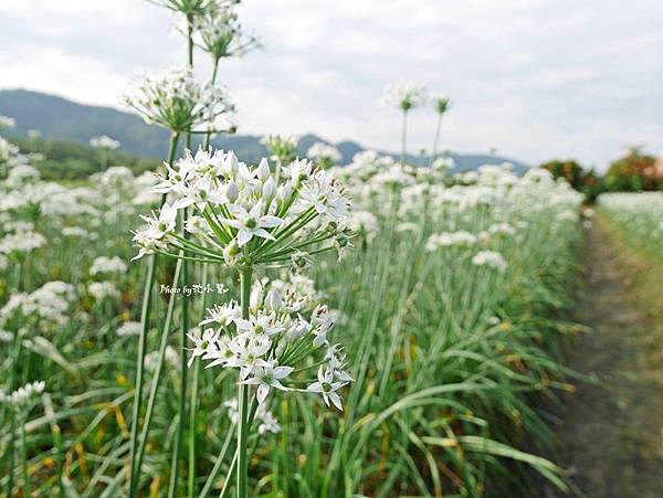 大溪中新里韭菜花田 (17).jpg