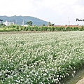 大溪中新里韭菜花田 (22).jpg